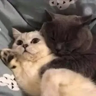 🤗 gatos, animais, animais de estimação, dormindo, fofo, animais domésticos, amor telegram sticker