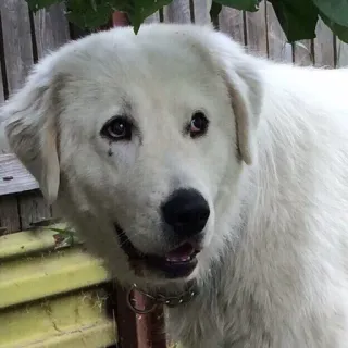 🐶 perro, perro blanco, mascota, animal, lindo, animal doméstico, mamífero telegram sticker