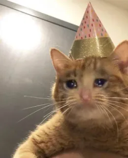 😭 cat, sad, birthday, party hat, animal, kitten whatsapp sticker
