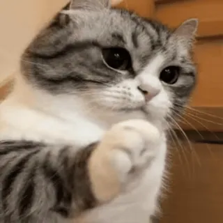 ๐ kucing, imut, binatang, lucu, hewan peliharaan telegram sticker
