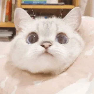 🌧 gatto, gattino, carino, animale, animale domestico, animale domestico telegram sticker
