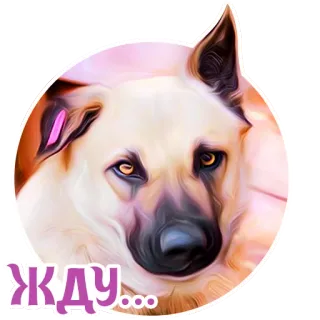 😶 ЖДУ... dog, waiting, portrait, animal, cute, pet telegram sticker