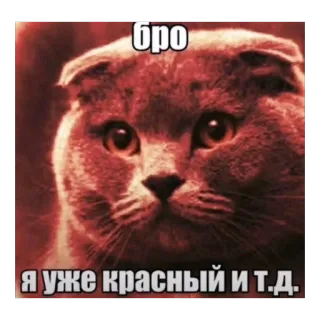 🫥 Scottish Fold Cat бро я уже красный и т.д. cat, meme, red, funny, pet, animal, bro telegram sticker