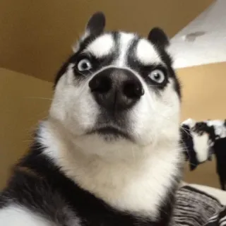 😳 chien, husky, animal, mignon, mème, drôle telegram sticker