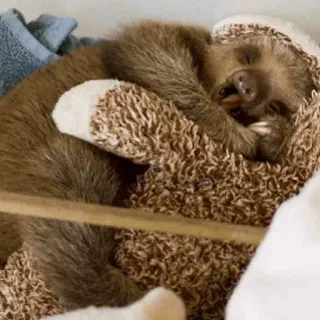 💤 Faultier, Tier, schlafend, süß, faul telegram sticker