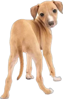 @emojis4 telegram stickers