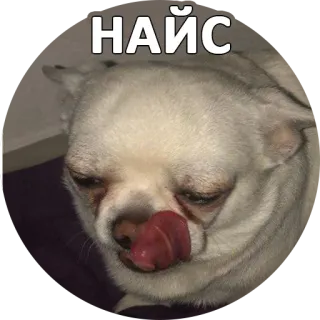 😋 НАЙС cane, chihuahua, carino, adesivo, animale, kawaii whatsapp sticker