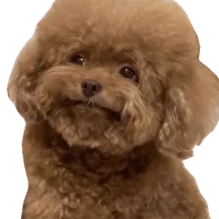 🐶 chó, chó con, động vật, dễ thương, thú cưng, poodle whatsapp sticker