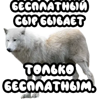 🧀 БЕСПЛАТНЫЙ СЫР БЫВАЕТ ТОЛЬКО БЕСПЛАТНЫМ. lupo, formaggio gratis, russo, animale, saggezza telegram sticker