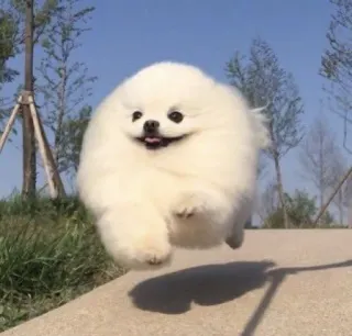 🐶 perro, pomerania, lindo, animal, esponjoso telegram sticker