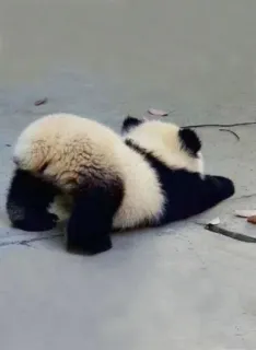 panda :: @fStikBot telegram stickers