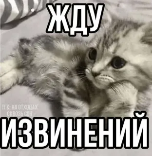 🪄 ЖДУ ИЗВИНЕНИЙ telegram sticker