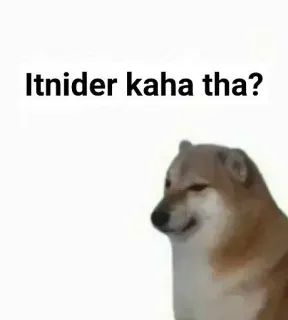 🎭 Itnider kaha tha? dog, meme, cheems, indian telegram sticker