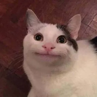 cats telegram stickers
