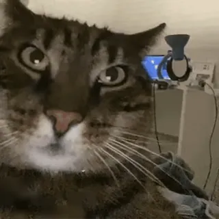 😳 猫, 动物, 宠物, 家畜, 可爱, 搞笑 whatsapp sticker