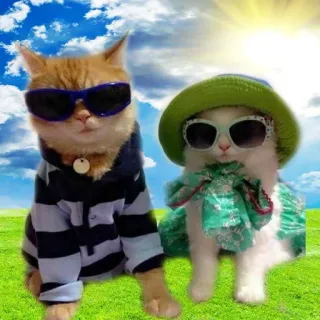 😎 koty, zwierzęta, okulary przeciwsłoneczne, zwierzęta domowe, moda, słodkie, styl telegram sticker