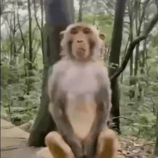 😬 monkey, animal, nature, wildlife, primate telegram sticker
