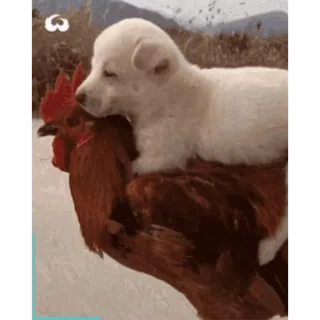 🐔 Hund, Welpe, Huhn, Tiere, Freundschaft, süß, Bauernhof telegram sticker