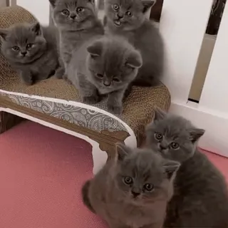 😽 котята, кошки, животные, милые, серый, питомцы whatsapp sticker