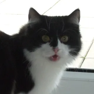 😾 Katze, Haustier, Tier, Hauskatze, Schwarz-weiße Katze, Säugetier whatsapp sticker