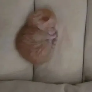🤩 chat, chaton, dormir, orange, animal, animal de compagnie, mignon whatsapp sticker