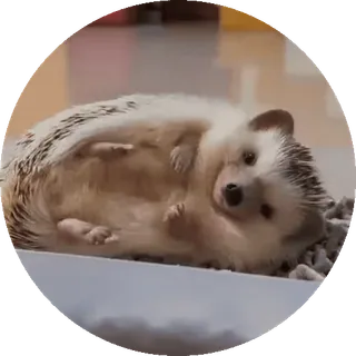 🌟 nhím, động vật, dễ thương, thú cưng, gặm nhấm telegram sticker