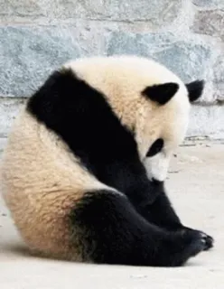 😢 panda, bear, animal, cute, wildlife, nature telegram sticker