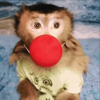 ๐คก monyet, badut, hidung merah, hewan, kostum, lucu whatsapp sticker