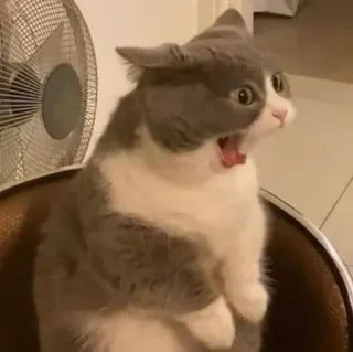😃 gato, chocado, animal, animal de estimação, surpresa, engraçado, meme telegram sticker