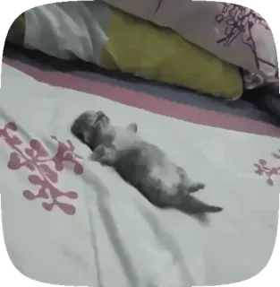 😴 gato, gatito, durmiendo, cama, animal, mascota, lindo whatsapp sticker