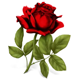 🌸 роза, цветок, красный, природа, растение, цветение telegram sticker