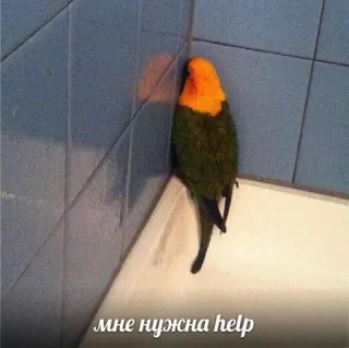 🏳️ мне нужна help นก, นกแก้ว, เศร้า, ช่วยเหลือ, เหงา telegram sticker