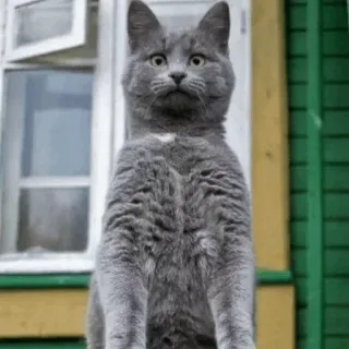 😶 chat, chat gris, animal, animal de compagnie, chat domestique whatsapp sticker