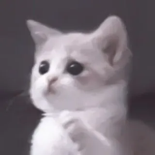 🥠 Katze, Kätzchen, süß, Tier, Haustier telegram sticker