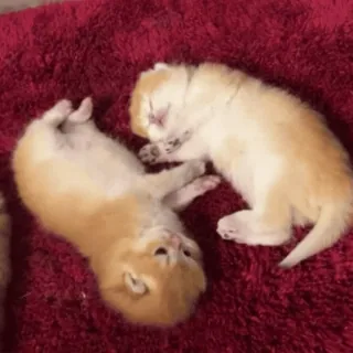 🛏 kittens, cats, cute, animals, sleeping, pets, feline whatsapp sticker