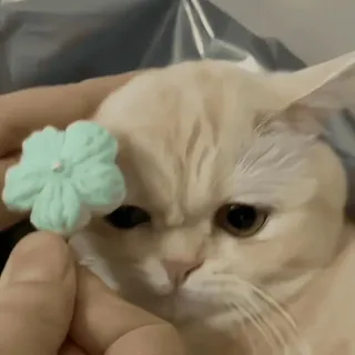 🐈 猫, ペット, 動物, かわいい, 花, 面白い telegram sticker