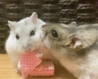 😘 hamster, cute, animal, rodent, pet telegram sticker