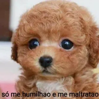🐶 só me humilhao e me maltratao Welpe, Hund, süß, traurig, misshandelt whatsapp sticker