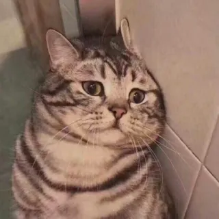 🐈 고양이, 동물, 슬픈, 애완동물, 집고양이, 태비 고양이 telegram sticker