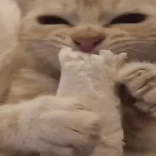 😋 gato, gatinho, fofo, animal, animal de estimação, comendo, pão telegram sticker