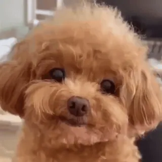 ๐ dog, cute, animal, pet, poodle, smiling, brown, domestic animal telegram sticker