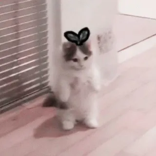 🌷 Katze, Kätzchen, süß, Tier, stehend telegram sticker