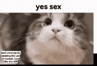 😂 yes sex Don't mind me for sending this out of context, I jus like this GIF 猫, 表情包, 搞笑, 动物, 宠物 telegram sticker