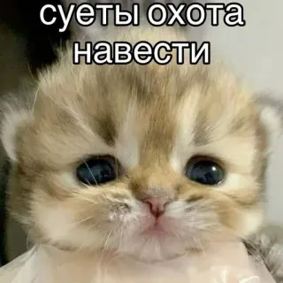 🙂 суеты охота 
навести mèo, mèo con, dễ thương, chữ Nga, hài hước, meme telegram sticker
