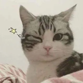 🩹 Katze, Zwinkern, Süß, Tier, Haustier, Hauskatze whatsapp sticker
