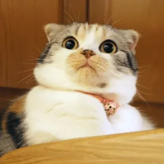 😳 cat, scottish fold, animal, pet, cute, mammal telegram sticker