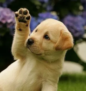 👋 cane, cucciolo, labrador, carino, animale, animale domestico, zampa telegram sticker