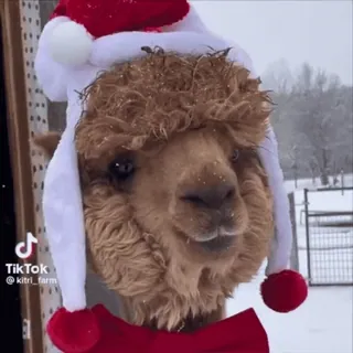 🦙 อัลปาก้า, คริสต์มาส, ฤดูหนาว, หิมะ, หมวกซานต้า, สัตว์, น่ารัก whatsapp sticker