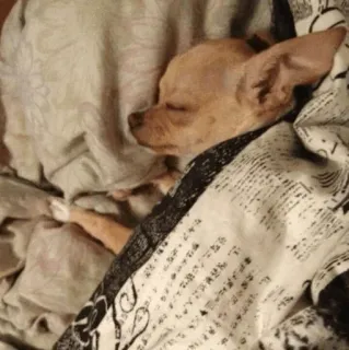 🐩 dog, chihuahua, sleeping, blanket, cute, animal telegram sticker
