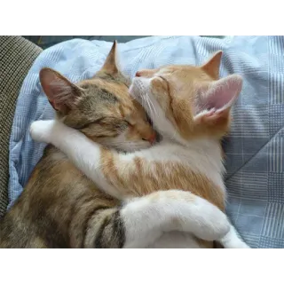 🤗 gatos, abrazando, durmiendo, animales, lindo, amistad, amor telegram sticker